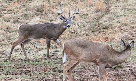 Best States and Counties for Deer Hunting deer