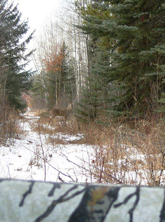 buck