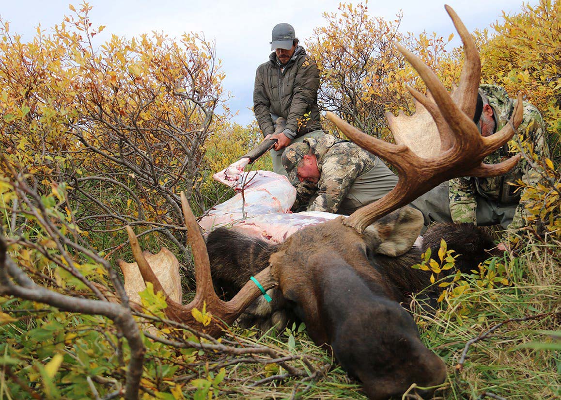 moose