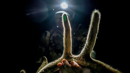 September Velvet Whitetails velvet whitetail