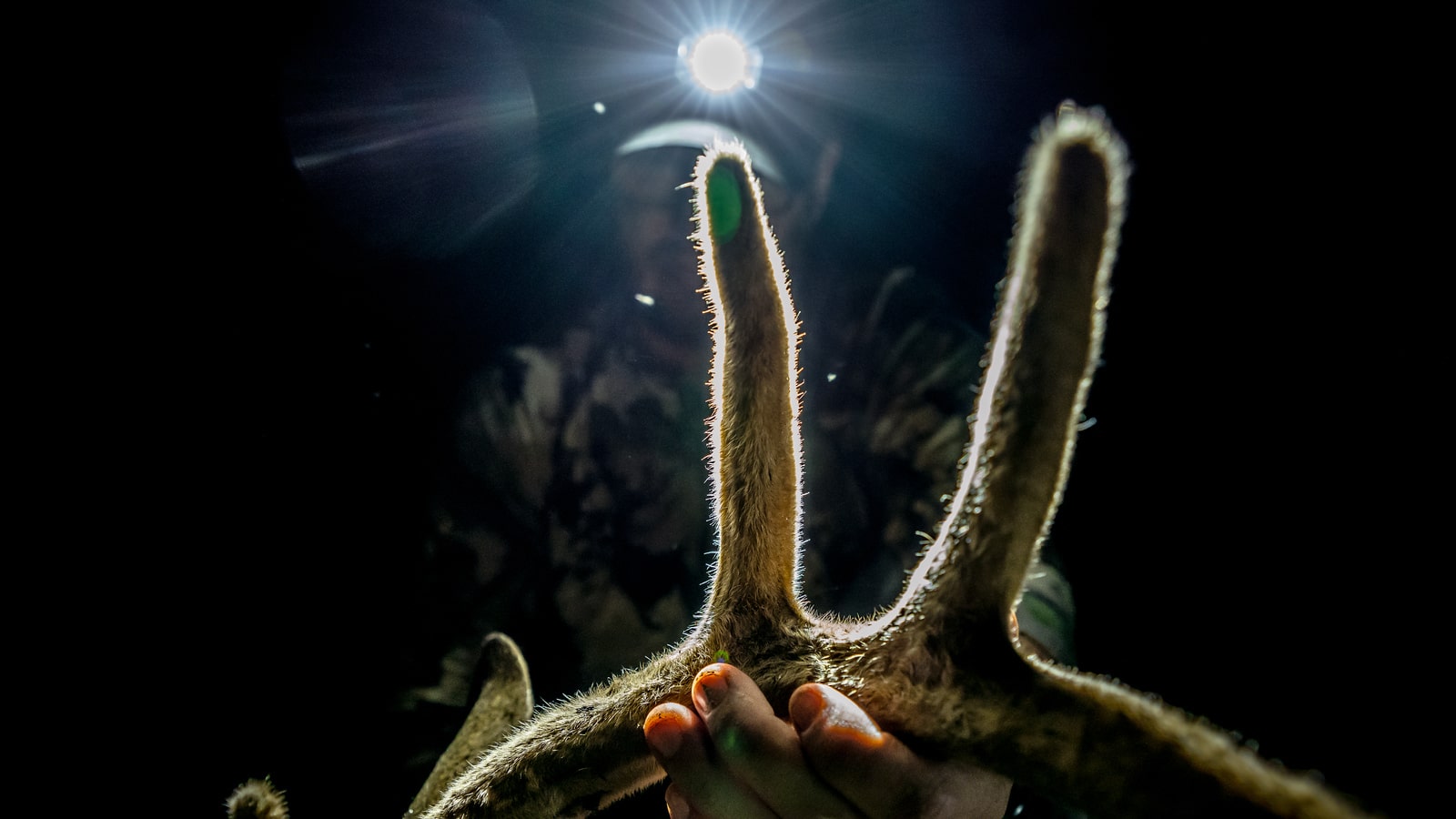 NextImg:September Velvet Whitetails