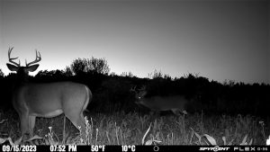 Whitetail Bucks on food source at dusk