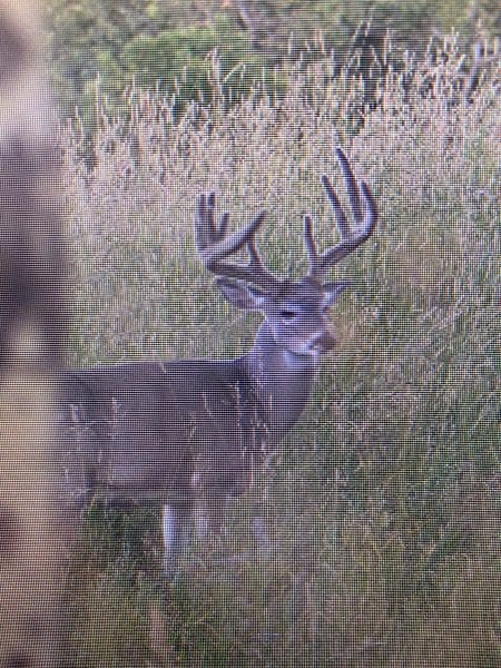 A Bittersweet Buck screen-shot
