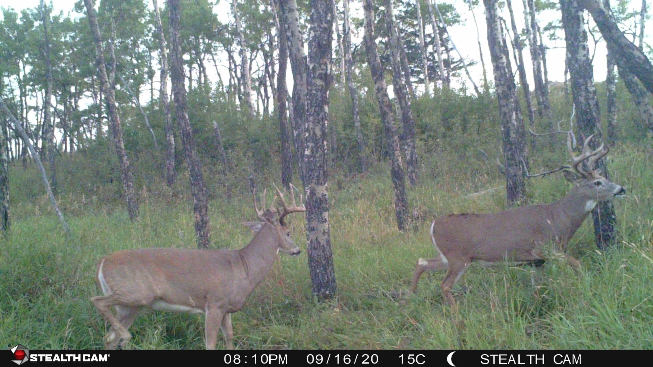 trail-cam