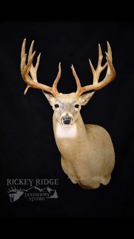 Bowhunter Ends Two-Year Journey for Huge Wisconsin Whitetail
