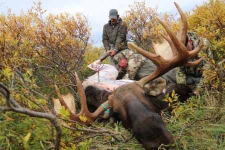 The Hunt for Moose: Adventures in Alaska bull
