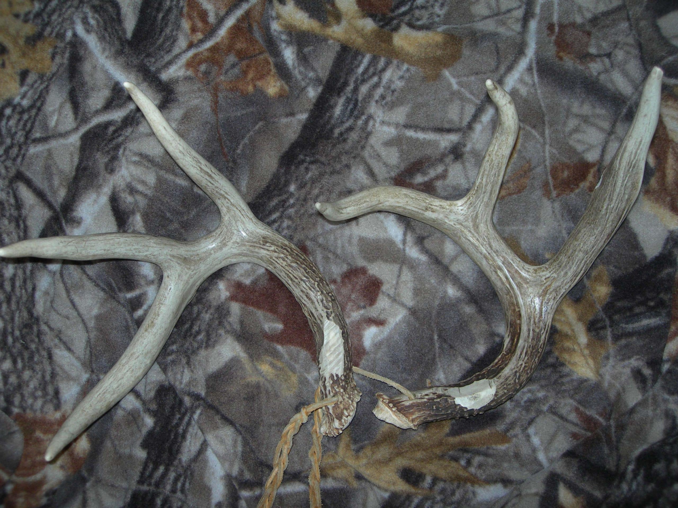 Nature curiosity: How do antlers grow so fast?