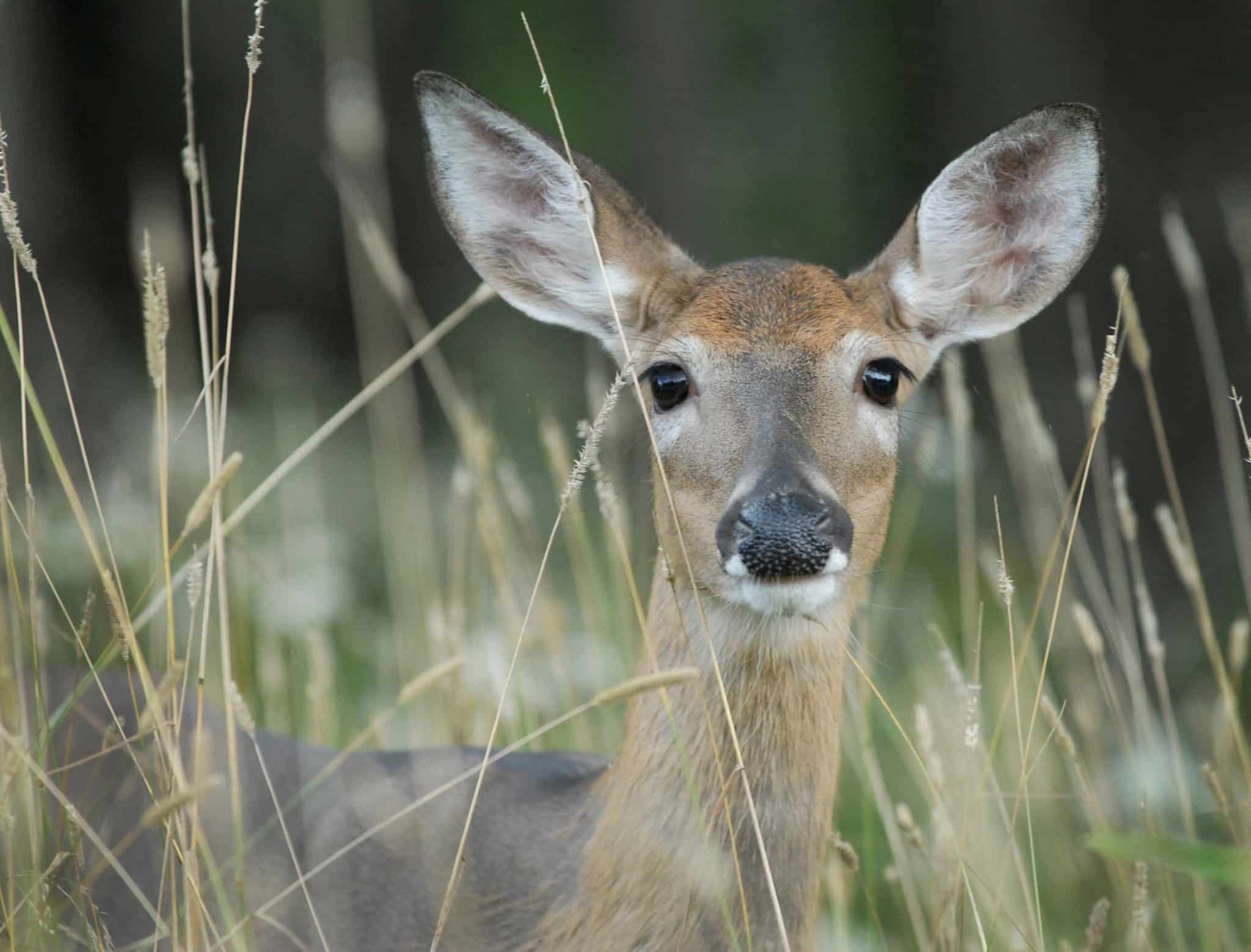 Understanding Deer Vision Can They See Orange? North American Deer