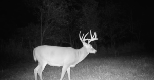 October Buck at Night