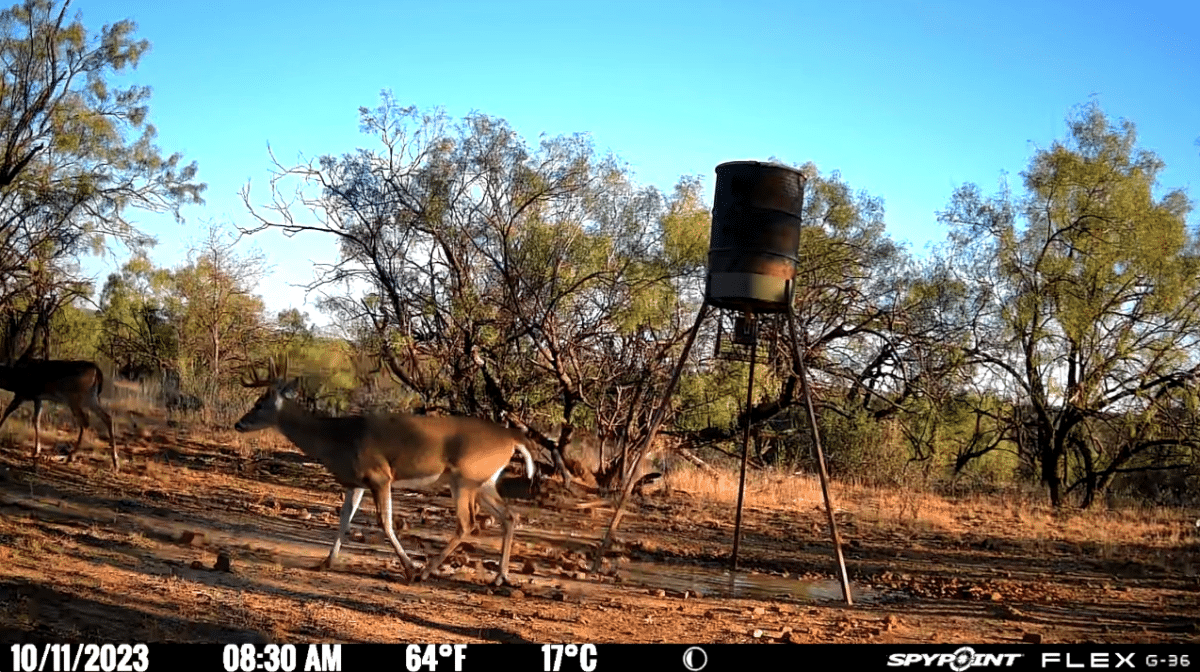 Hunting the October Lull | Rut Report Episode 5 - North American Deer ...