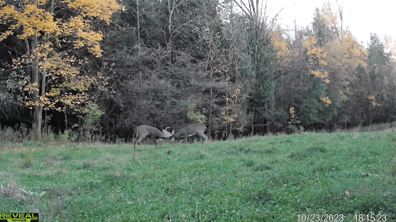 Last week of October | Rut Report Episode 7 - North American Deer Hunter