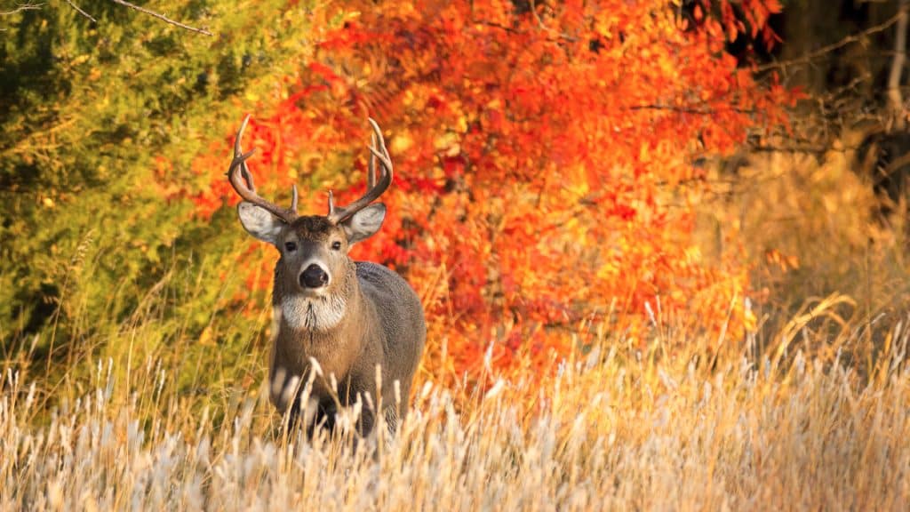 NextImg:October Whitetail Hunting | Rut Report Episode 4