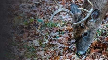 Hunting the October Lull | Rut Report Episode 5