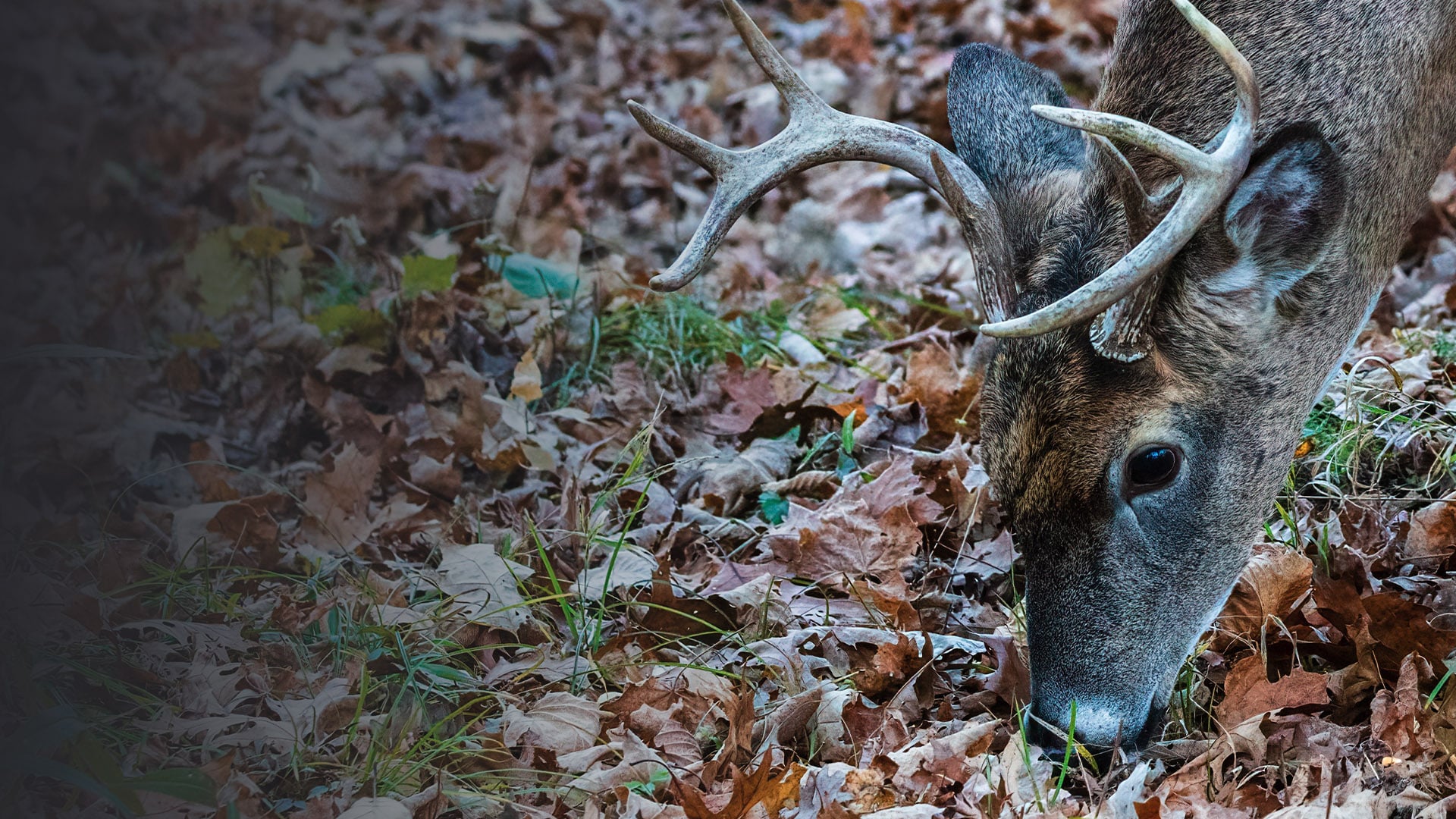 NextImg:Hunting the October Lull | Rut Report Episode 5