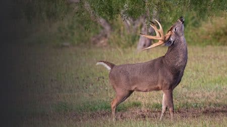 Pre-Rut Bucks | Rut Report Episode 6