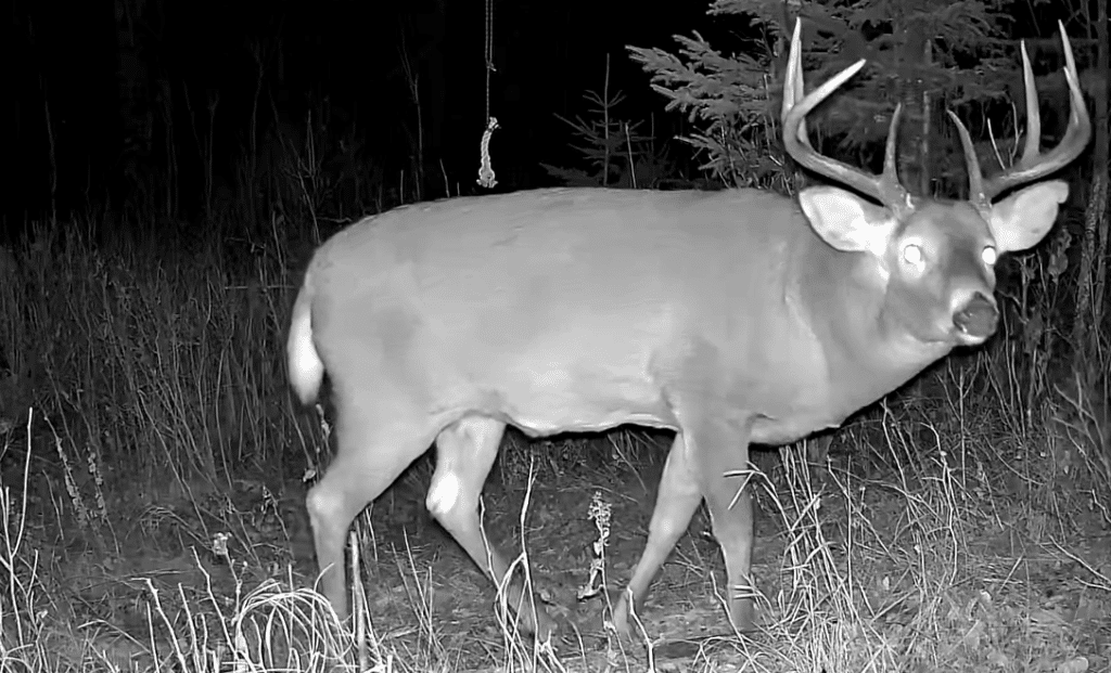 The Chase Is On Rut Report Episode 9 North American Deer Hunter