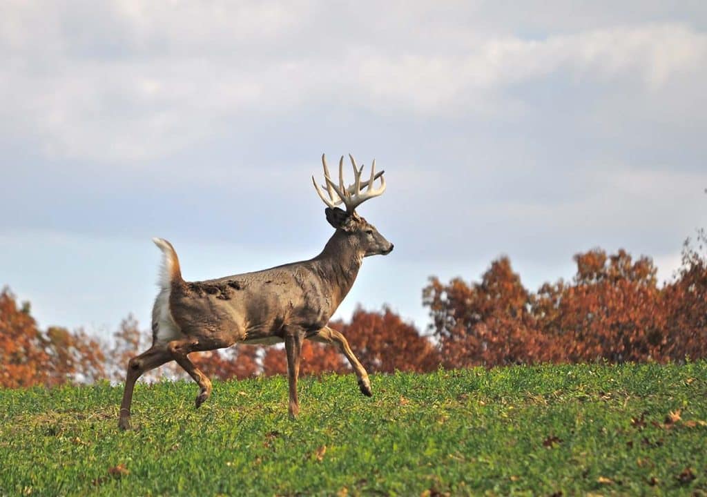 common-mistakes-deer-hunters-make-DSC_0134_2 - North American Deer Hunter