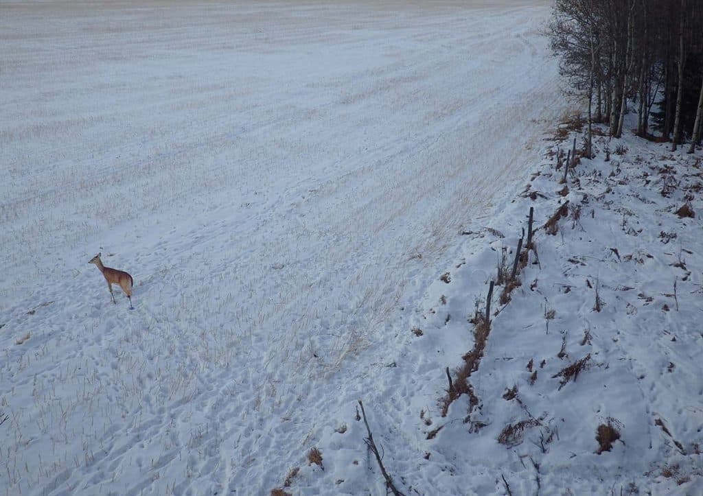 Deadly Deer Decoying - North American Deer Hunter