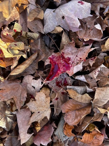 Modern Day Deer Recovery blood