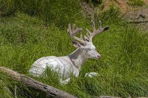 Albino Deer - The white form of the white-tailed deer