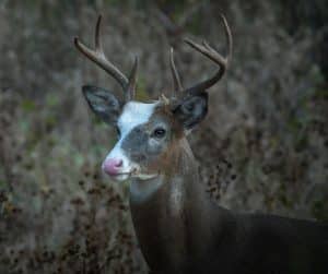 Piebald Buck