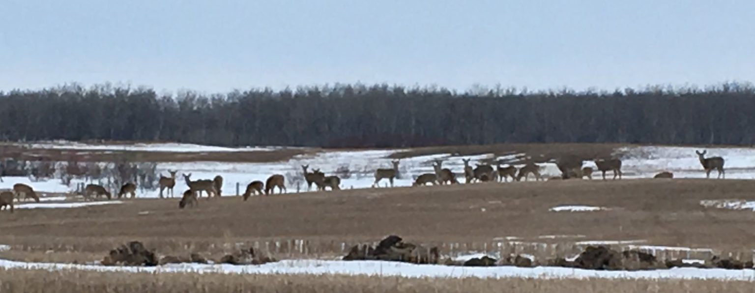 deer herd