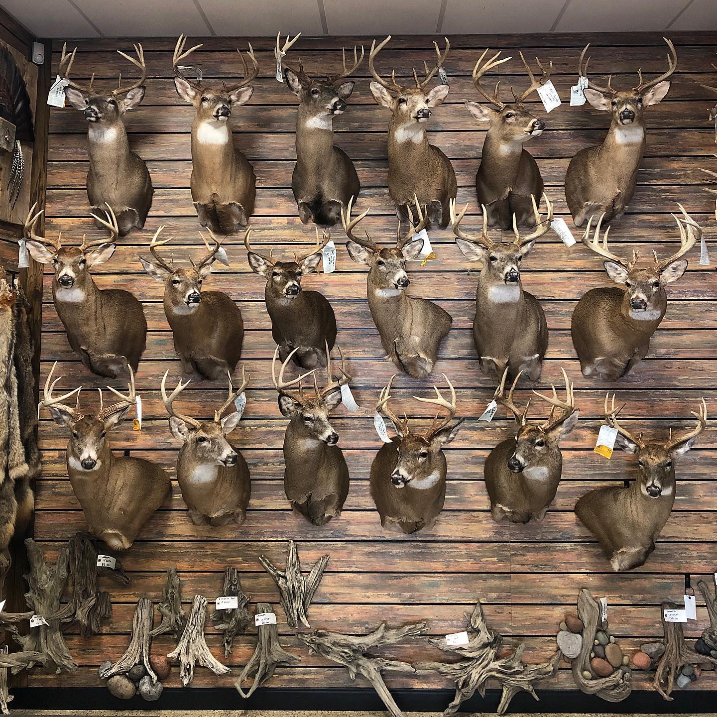 PIED D'HONNEUR ÉQUIPAGE de Montgiron 1976 chasse à courre cerf