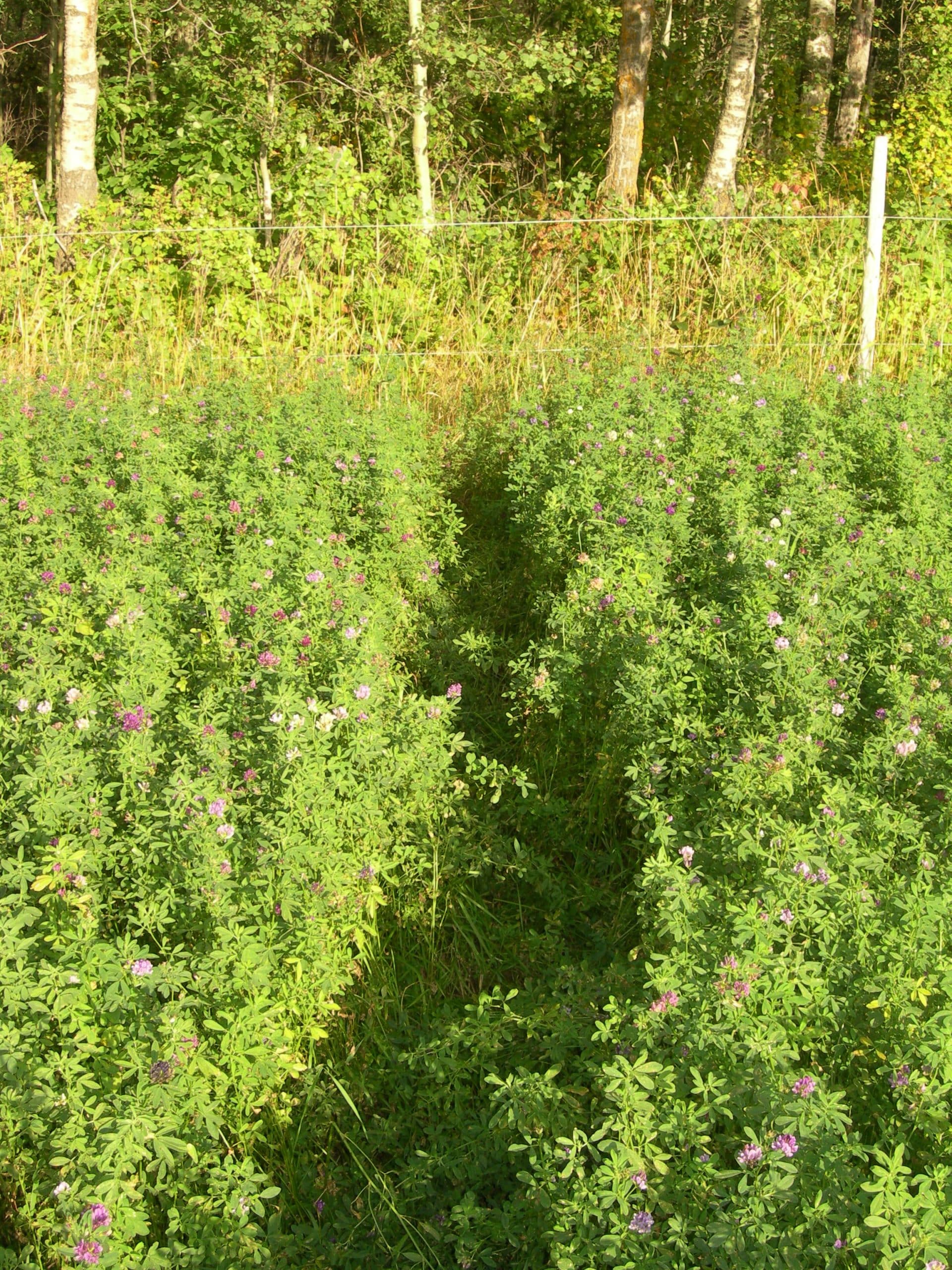 10 Tips For Setting Trail Cameras North American Deer Hunter