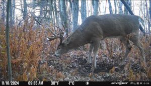 whitetail buck