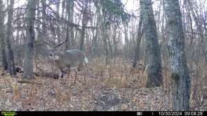 whitetail buck