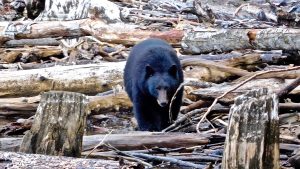 Black Bear charging