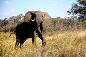 African Elephant charging