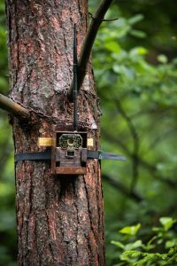 Trail camera attached to a tree