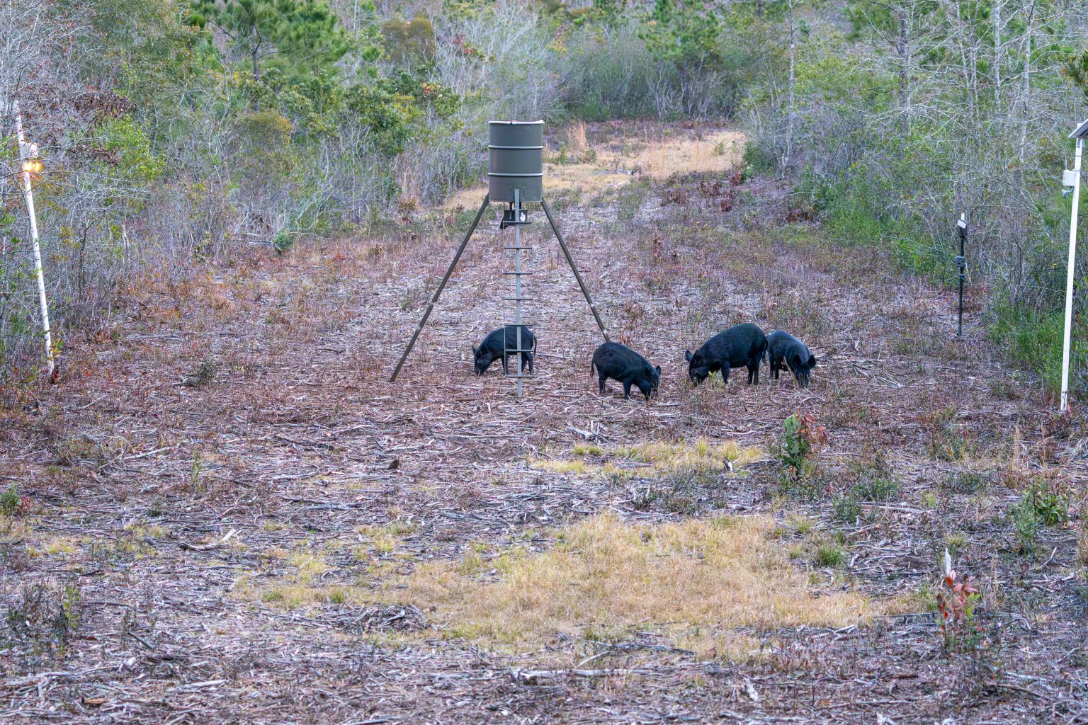 hogs at bait station