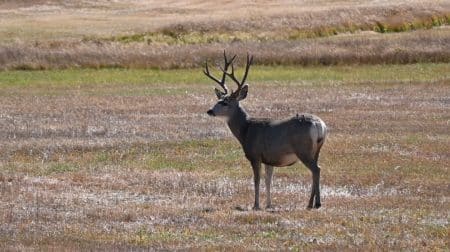 Mule deer buck
