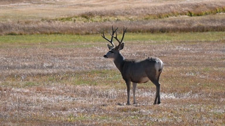 Mule deer buck