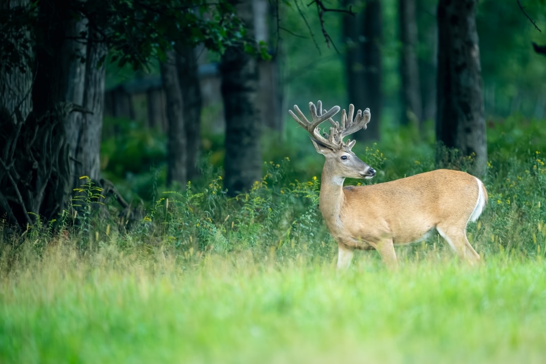 Whitetail in velvet