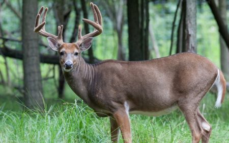 Whitetail buck in velvet