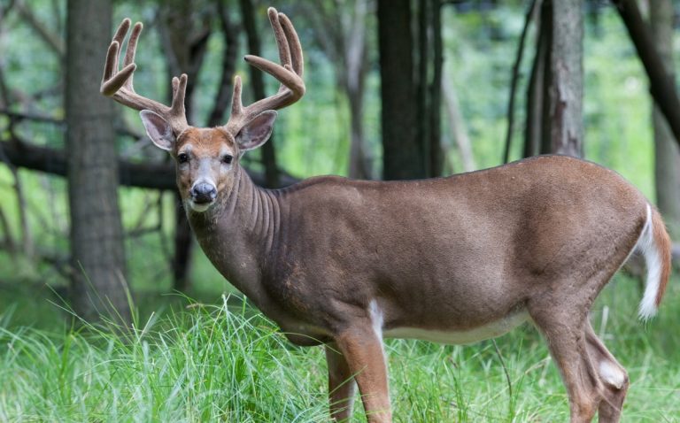 Whitetail buck in velvet