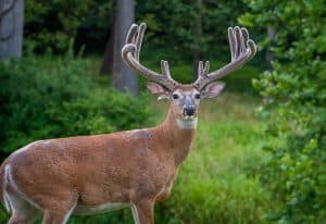 Whitetail buck during spring velvet stage