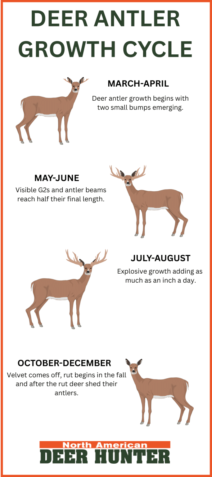 Deer Antler Growth Timeline Chart By Month