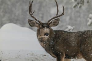 mule deer in snow