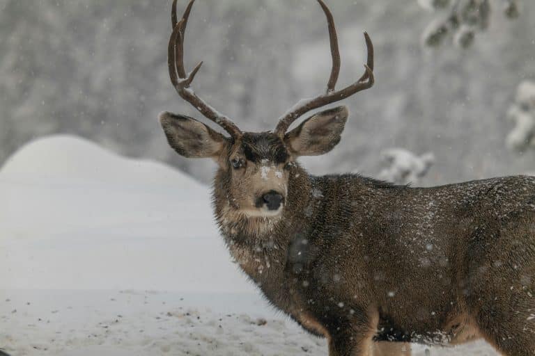 mule deer in snow