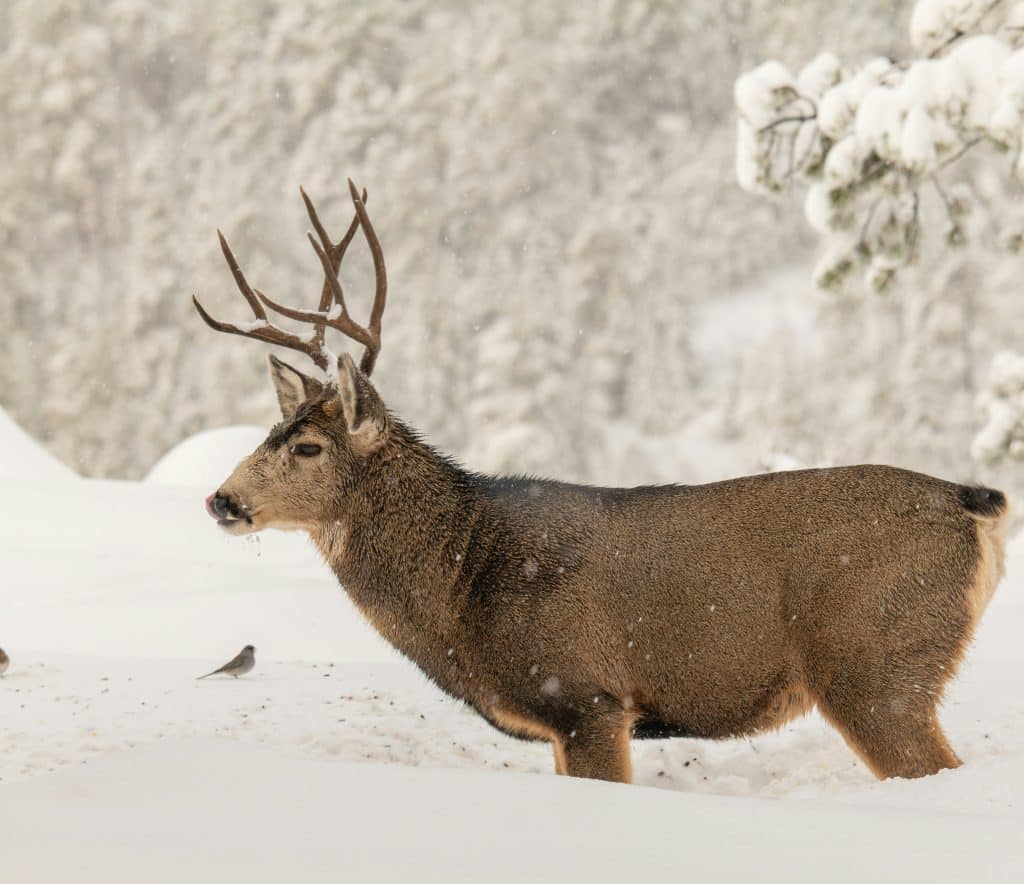 mule deer