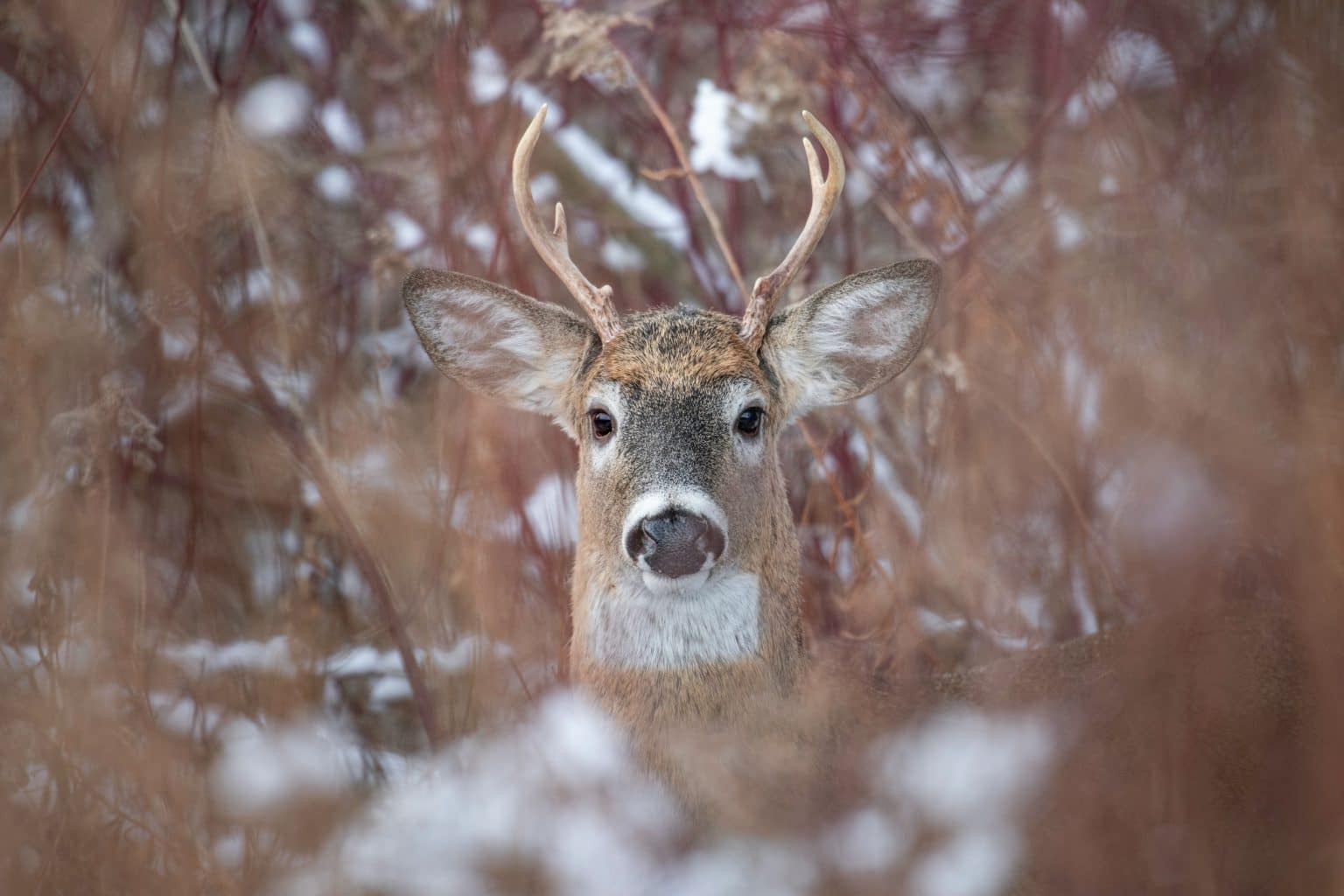 deer peeking from brush