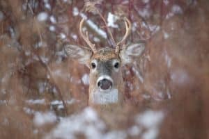 deer peeking from brush