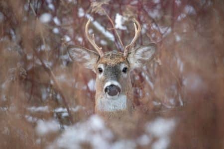 deer peeking from brush