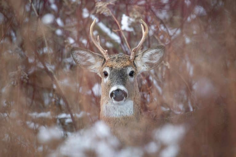 deer peeking from brush