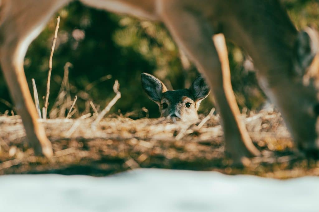 deer feeding