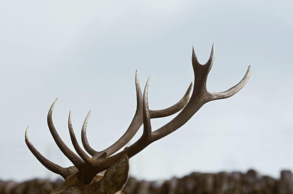 understanding deer antlers